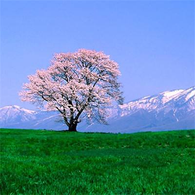神圣军团国际版手游下载